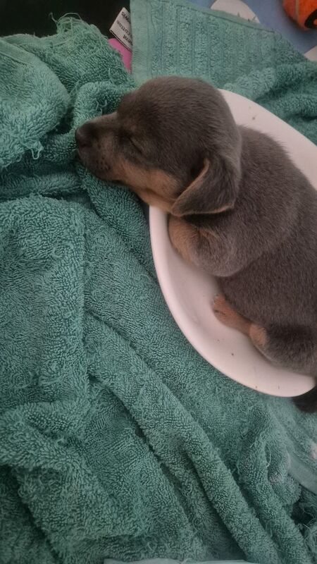 Jack Russell puppies for sale in Winchester, Hampshire – 7 weeks old - Image 14 of 15