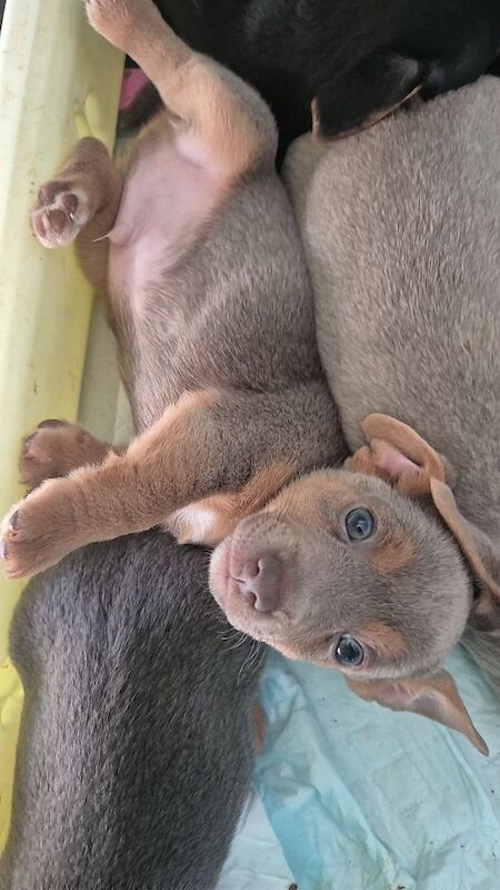 Jack Russell puppies for sale in Winchester, Hampshire – 7 weeks old - Image 15 of 15