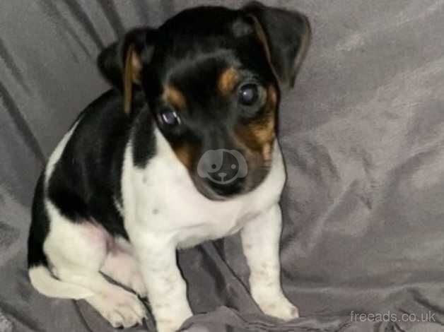 Jack Russell Terrier puppies for sale in Wigan, Greater Manchester – 1 year old - Image 1 of 5