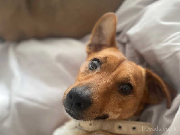 Jack Russell Terrier puppies for sale in Wigan, Greater Manchester – 1 year old - Image 3 of 5