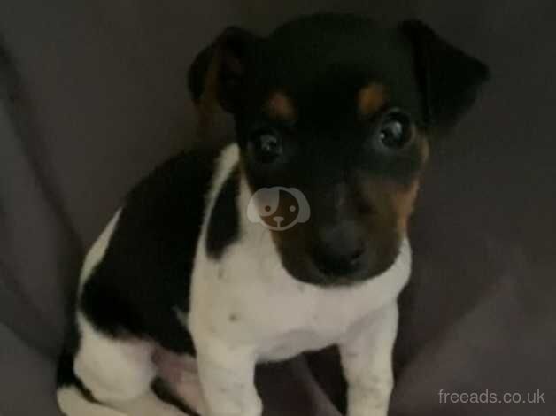 Jack Russell Terrier puppies for sale in Wigan, Greater Manchester – 1 year old - Image 4 of 5
