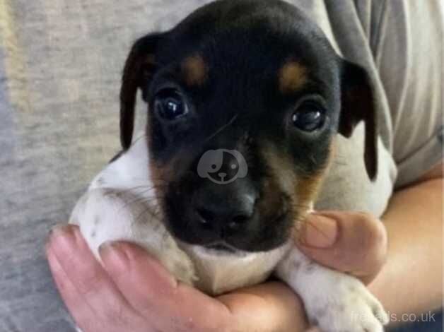 Jack Russell Terrier puppies for sale in Wigan, Greater Manchester – 1 year old - Image 5 of 5