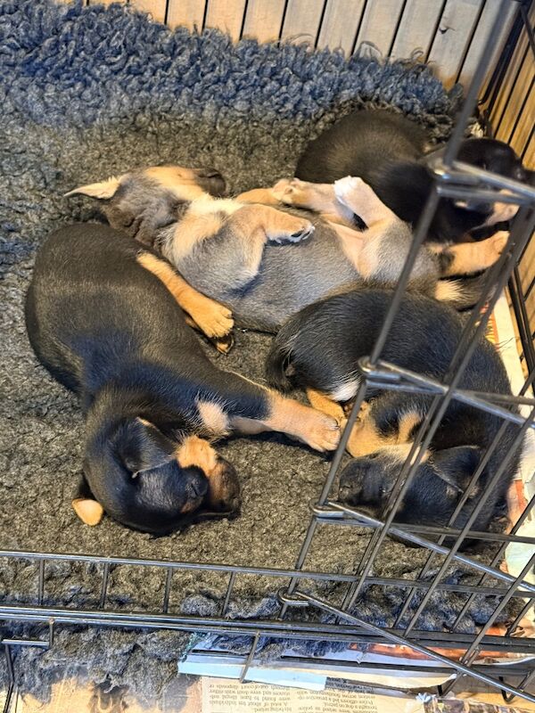 ⭐️Stunning Jack Russell Pups⭐️ - Image 4 of 15