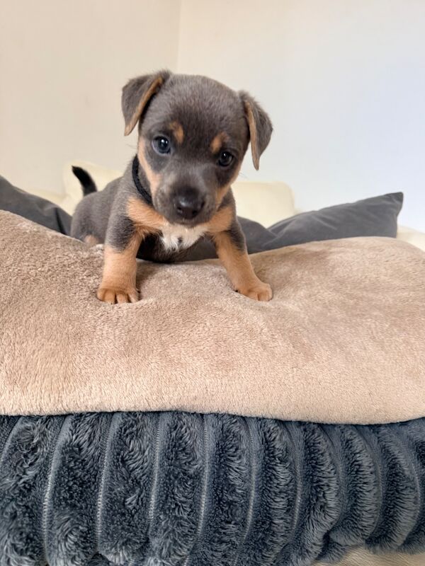⭐️Stunning Jack Russell Pups⭐️ - Image 5 of 15