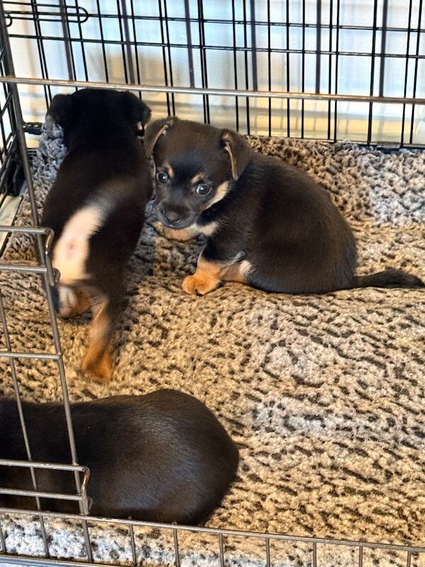 ⭐️Stunning Jack Russell Pups⭐️ - Image 9 of 15