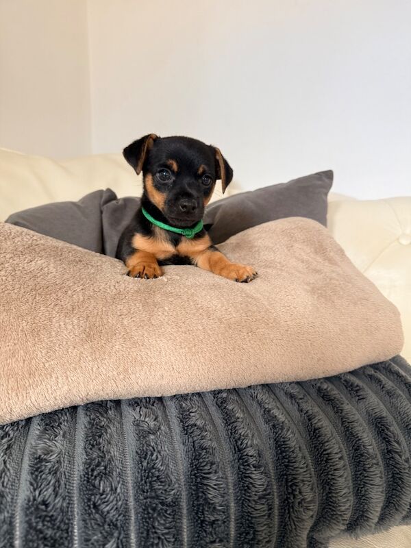 ⭐️Stunning Jack Russell Pups⭐️ - Image 12 of 15