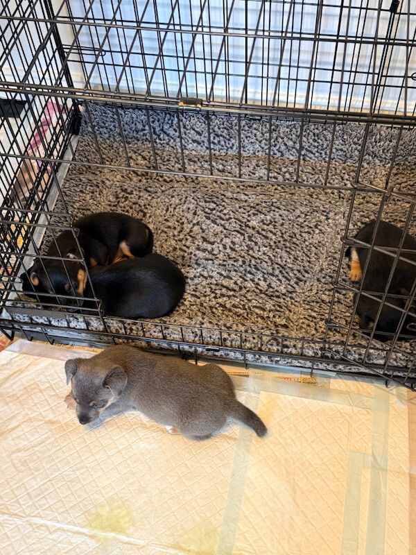⭐️Stunning Jack Russell Pups⭐️ - Image 14 of 15