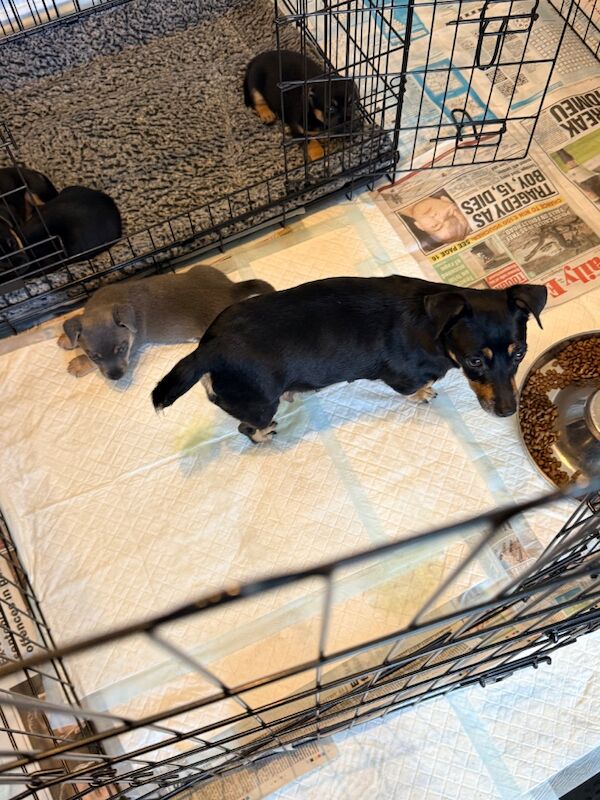 ⭐️Stunning Jack Russell Pups⭐️ - Image 15 of 15