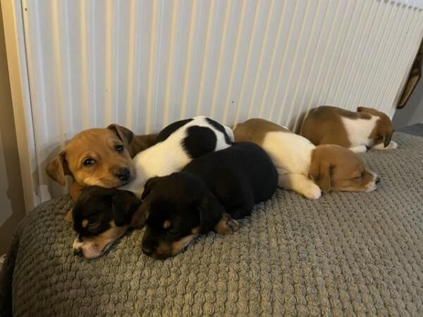 Stunning Jack Russell Terriers for sale in Billinghay, Lincolnshire - Image 1