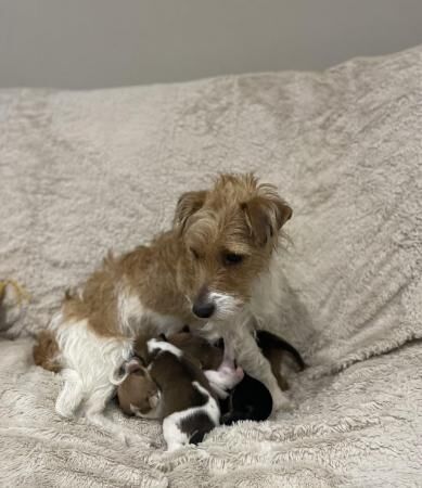 Stunning Jack Russell Terriers for sale in Billinghay, Lincolnshire - Image 2