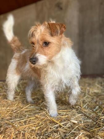 Stunning Jack Russell Terriers for sale in Billinghay, Lincolnshire - Image 3