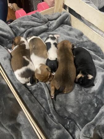 Stunning Jack Russell Terriers for sale in Billinghay, Lincolnshire - Image 4