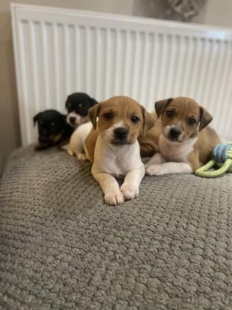 Stunning Jack Russell Terriers for sale in Billinghay, Lincolnshire - Image 5