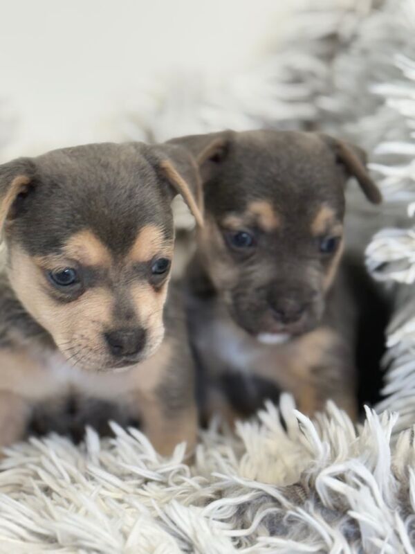 Stunning Jack Russell x puppies, Ready soon! for sale in Staplehurst, Kent - Image 3