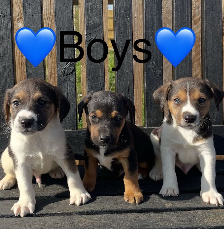 Jack Russell puppies for sale in Wisbech, Cambridgeshire – 4 months old - Image 1 of 14