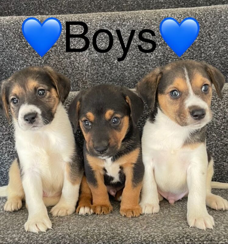 Jack Russell puppies for sale in Wisbech, Cambridgeshire – 4 months old - Image 2 of 14