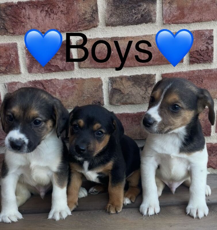 Jack Russell puppies for sale in Wisbech, Cambridgeshire – 4 months old - Image 3 of 14