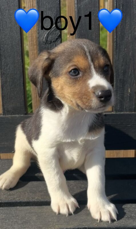 Jack Russell puppies for sale in Wisbech, Cambridgeshire – 4 months old - Image 4 of 14