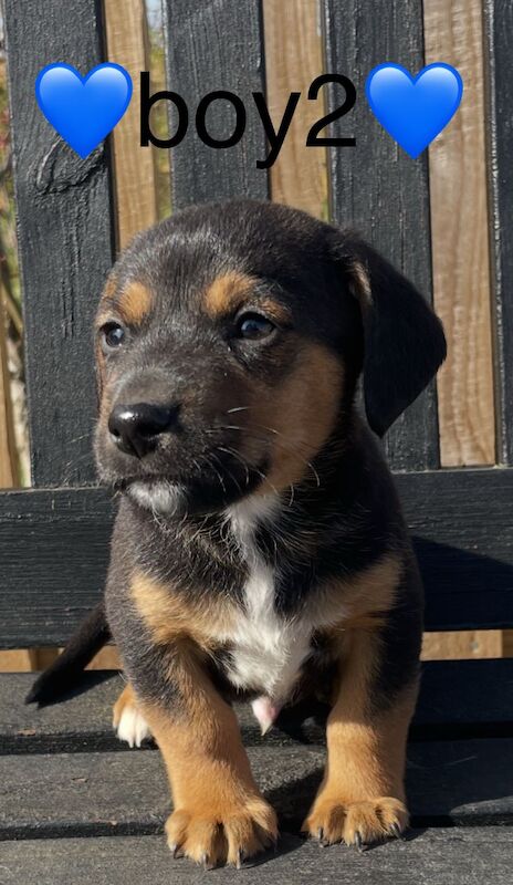 Jack Russell puppies for sale in Wisbech, Cambridgeshire – 4 months old - Image 5 of 14