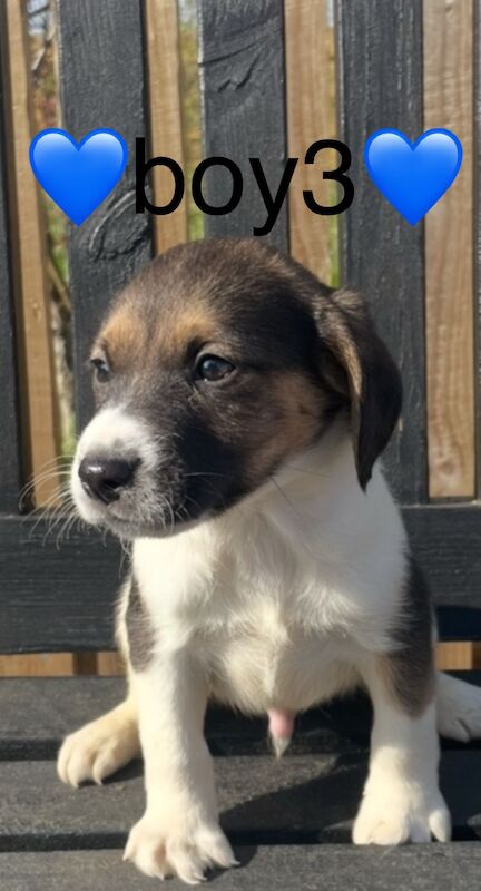 Jack Russell puppies for sale in Wisbech, Cambridgeshire – 4 months old - Image 6 of 14