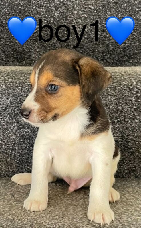 Jack Russell puppies for sale in Wisbech, Cambridgeshire – 4 months old - Image 7 of 14