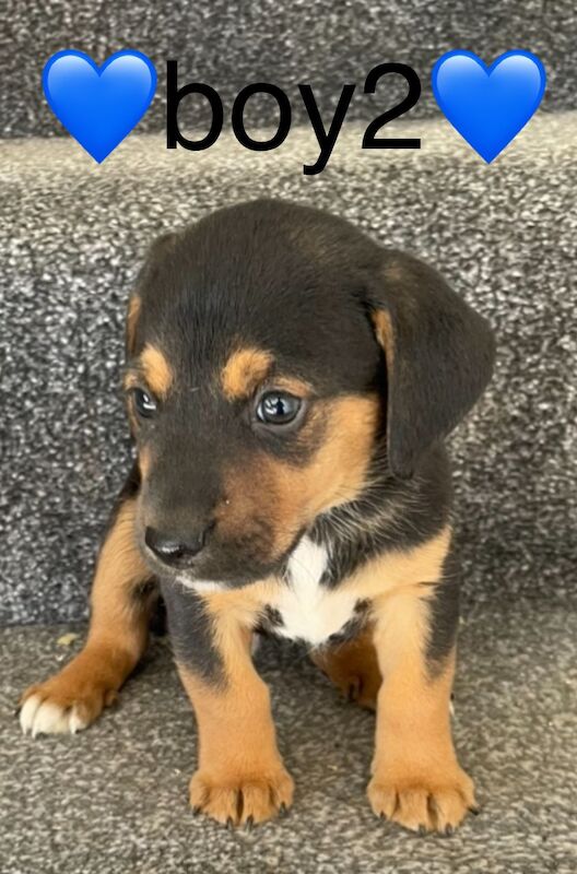 Jack Russell puppies for sale in Wisbech, Cambridgeshire – 4 months old - Image 8 of 14