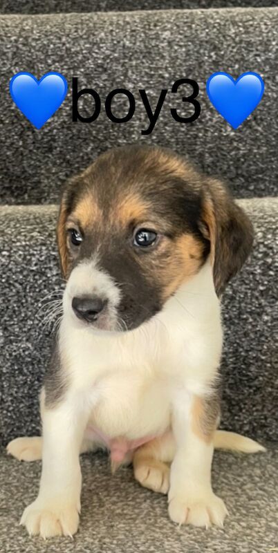 Jack Russell puppies for sale in Wisbech, Cambridgeshire – 4 months old - Image 9 of 14