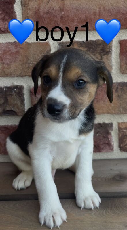 Jack Russell puppies for sale in Wisbech, Cambridgeshire – 4 months old - Image 10 of 14