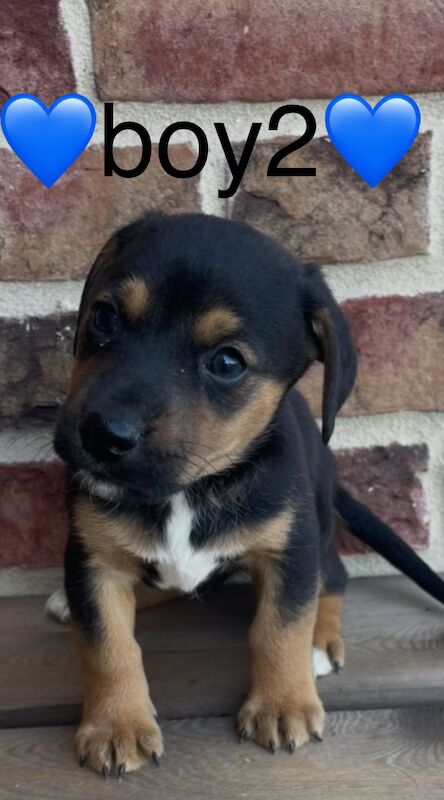 Jack Russell puppies for sale in Wisbech, Cambridgeshire – 4 months old - Image 11 of 14