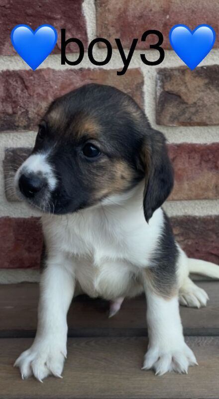 Jack Russell puppies for sale in Wisbech, Cambridgeshire – 4 months old - Image 12 of 14