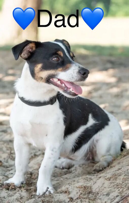 Jack Russell puppies for sale in Wisbech, Cambridgeshire – 4 months old - Image 13 of 14