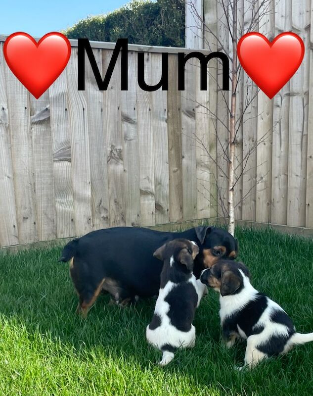 Jack Russell puppies for sale in Wisbech, Cambridgeshire – 4 months old - Image 14 of 14