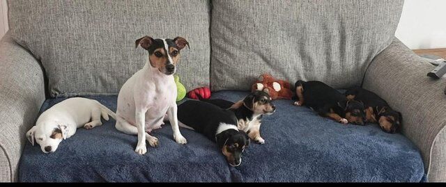 Stunning litter of Jack Russell Pups for sale in Chester, Cheshire
