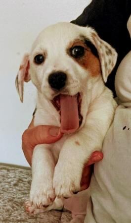 Stunning litter of Jack Russell Pups for sale in Chester, Cheshire - Image 3