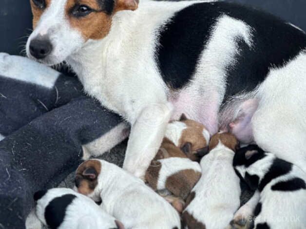 Jack Russell Terrier puppies for sale in Maidstone, Kent – 1 year old - Image 1 of 5
