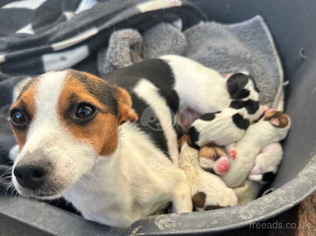 Jack Russell Terrier puppies for sale in Maidstone, Kent – 1 year old - Image 2 of 5