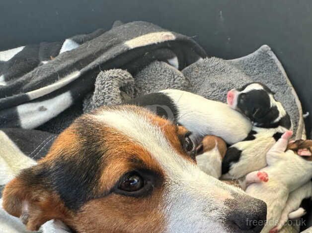 Jack Russell Terrier puppies for sale in Maidstone, Kent – 1 year old - Image 3 of 5