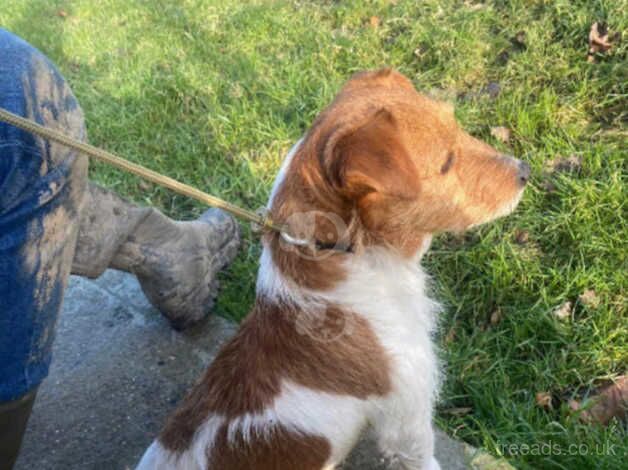 Jack Russell Terrier puppies for sale in Maidstone, Kent – 1 year old - Image 4 of 5
