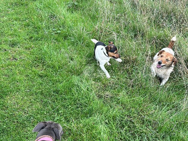 Jack Russell Terrier puppies for sale in Maidstone, Kent – 1 year old - Image 5 of 5