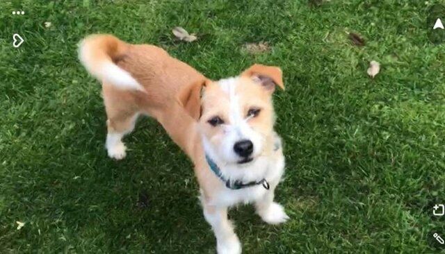 Stunning Male Jack Russel for sale in Crewe, Cheshire - Image 1