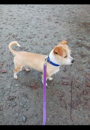 Stunning Male Jack Russel for sale in Crewe, Cheshire - Image 2
