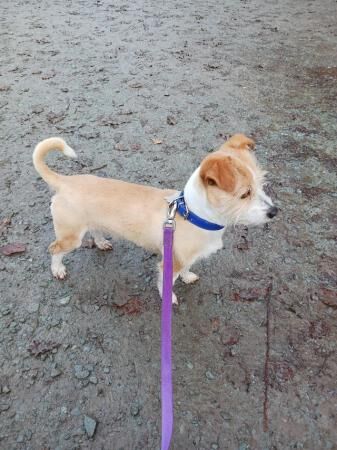Stunning Male Jack Russel for sale in Crewe, Cheshire - Image 3