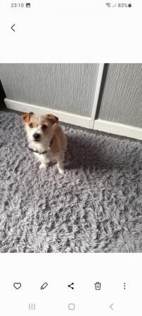 Stunning Male Jack Russel for sale in Crewe, Cheshire - Image 4