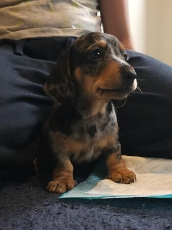 Stunning miniature dachshund dapple girls available for sale in Henfield, West Sussex