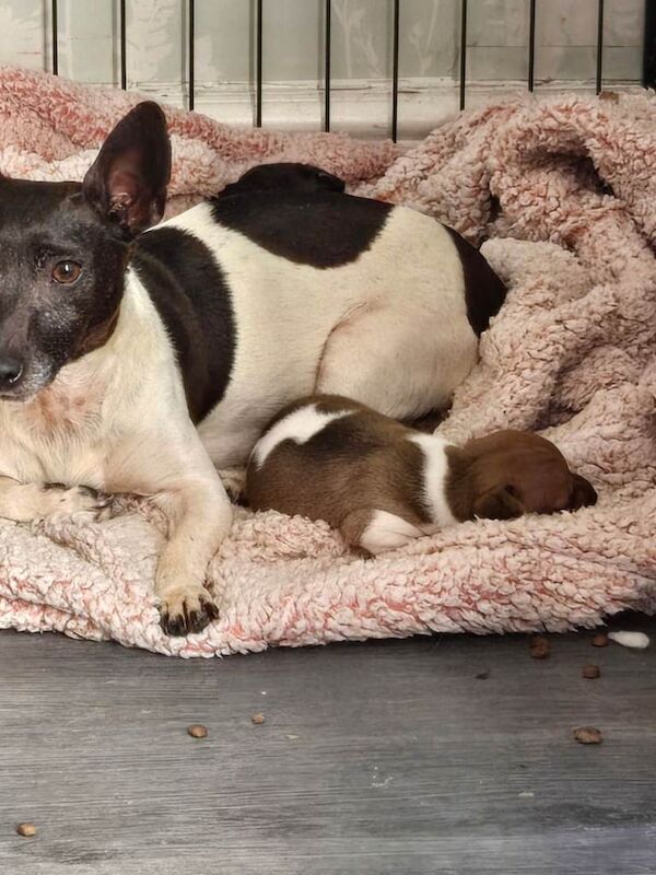 Pedigree Jack Russell Terrier Puppies For Sale