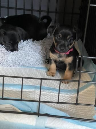 Stunning miniature Jack Russell Pups. for sale in Southampton, Hampshire - Image 1