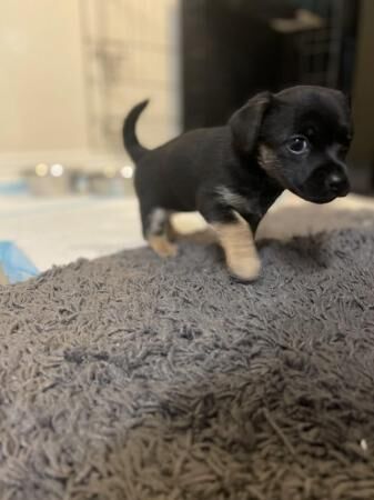 Stunning miniature Jack Russell Pups. for sale in Southampton, Hampshire - Image 5