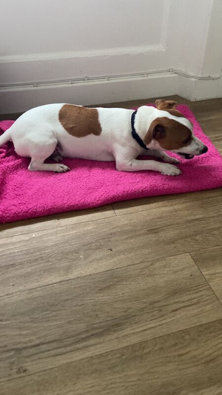 Stunning pure bred Jack Russell for stud - Image 2 of 7