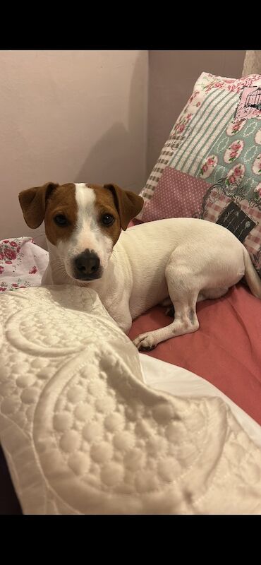 Stunning pure bred Jack Russell for stud - Image 3 of 7