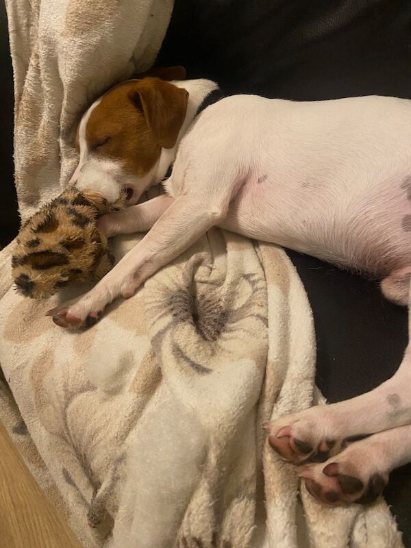 Stunning pure bred Jack Russell for stud - Image 4 of 7